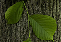 Slippery Elm Fact Sheet