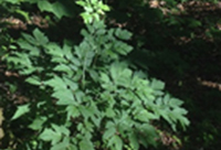 Black Cohosh